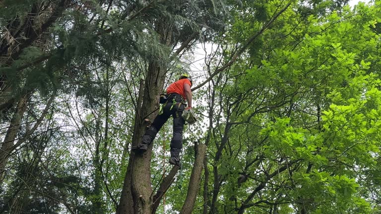 Best Seasonal Cleanup (Spring/Fall)  in Antioch, CA