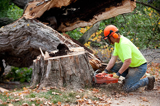 Best Tree Health Inspection  in Antioch, CA