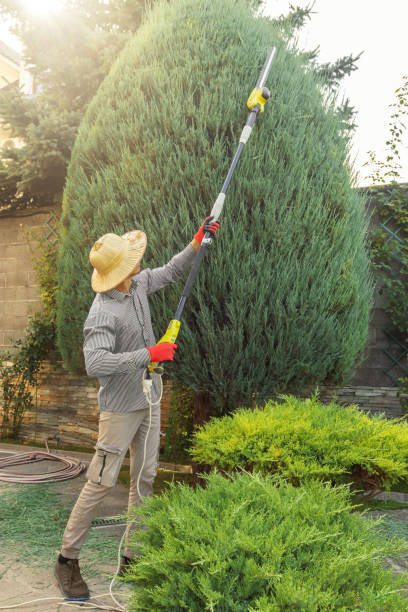 Best Lawn Maintenance Plans  in Antioch, CA