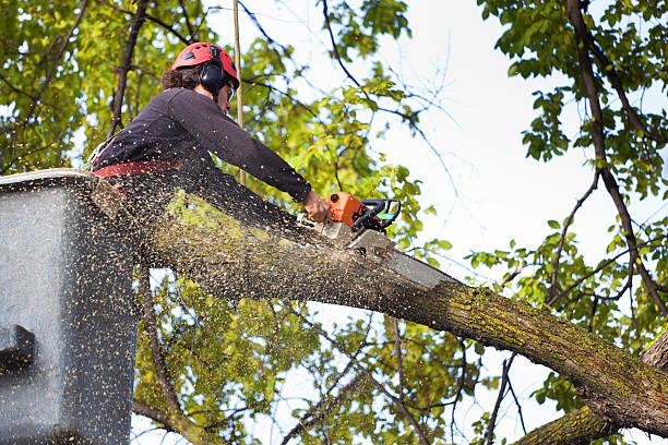 Why Choose Our Tree Removal Services in Antioch, CA?