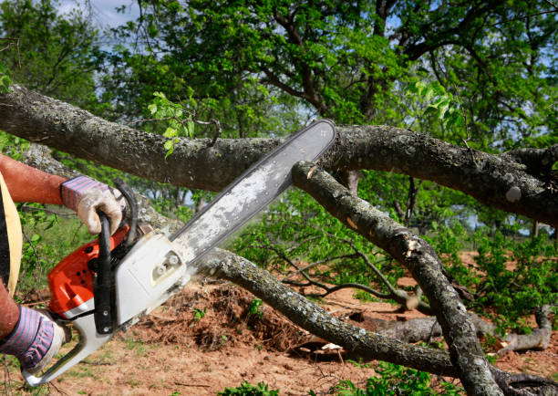 Leaf Removal in Antioch, CA